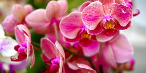 Titelbild für Dresdner Ostern - Internationale Orchideenwelt